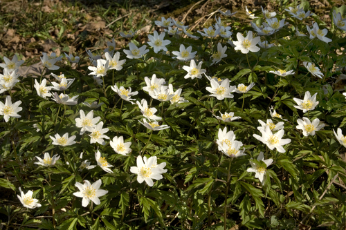 wood anemone