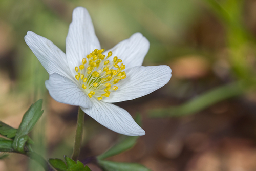 wood anemone