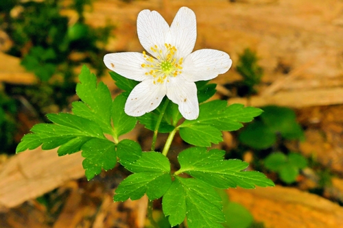 wood anemone
