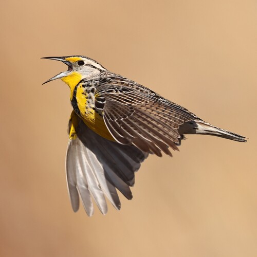 Western Meadowlark