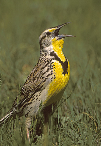 Western Meadowlark