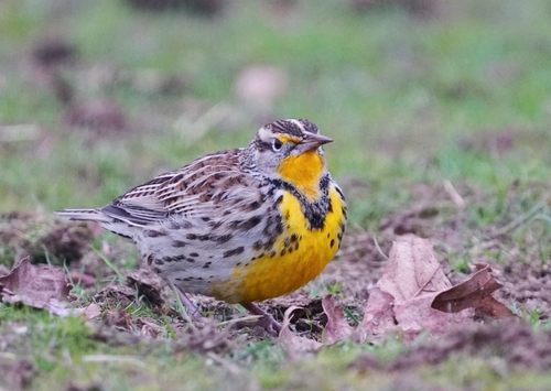 Western Meadowlark