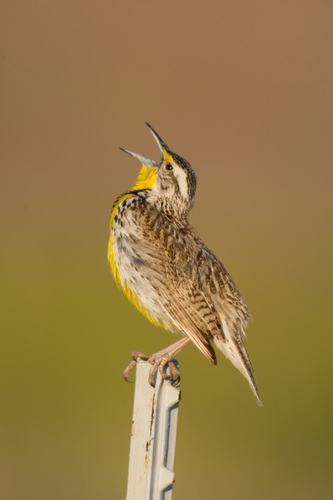Western Meadowlark