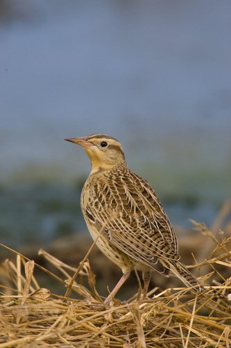 Western Meadowlark