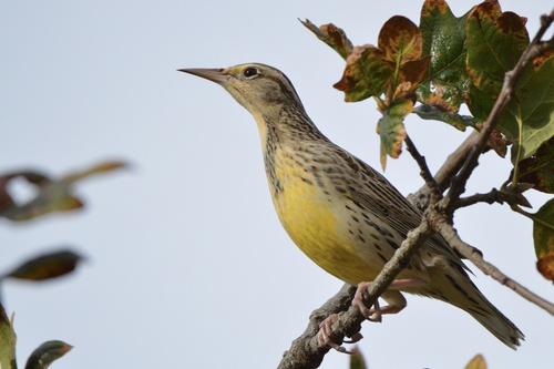 Western Meadowlark