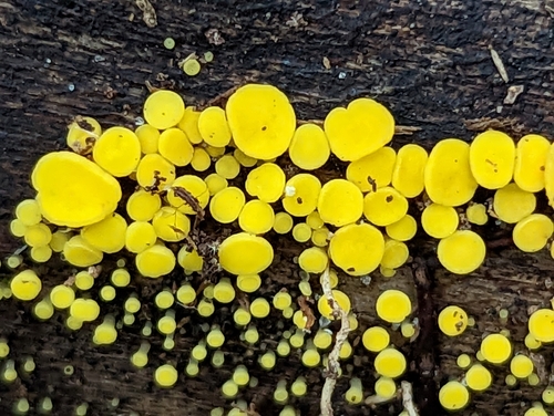 Yellow Fairy Cups