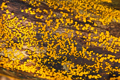 Yellow Fairy Cups