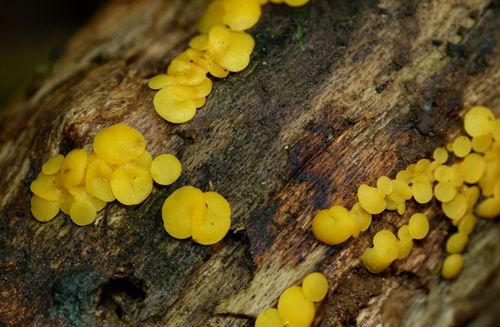 Yellow Fairy Cups