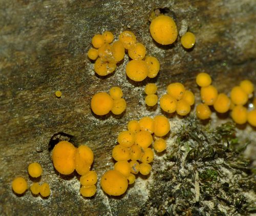 Yellow Fairy Cups