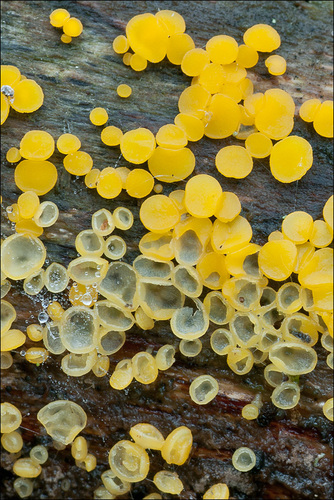 Yellow Fairy Cups