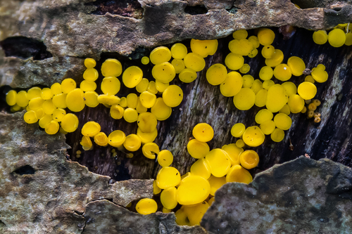 Yellow Fairy Cups