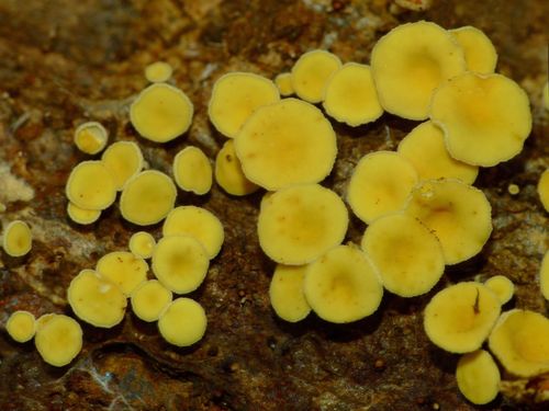 Yellow Fairy Cups