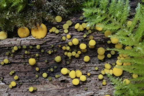 Yellow Fairy Cups