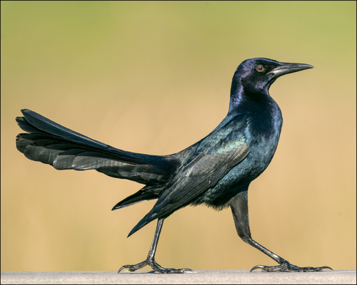 Boat-tailed Grackle