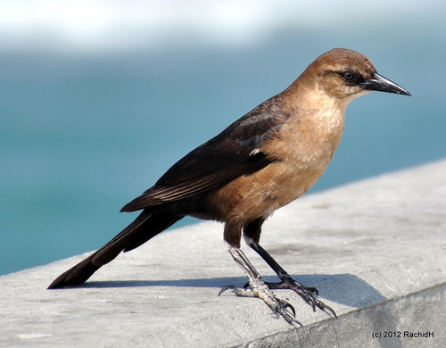 Boat-tailed Grackle