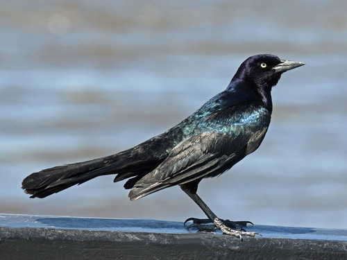 Boat-tailed Grackle