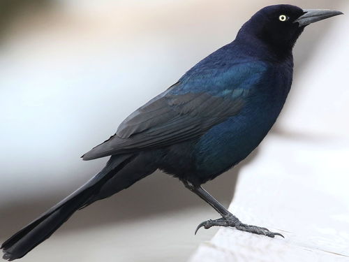 Boat-tailed Grackle