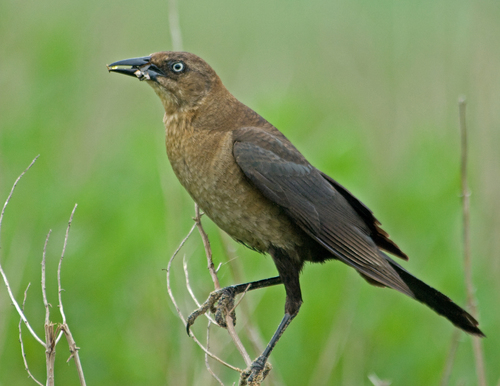 Boat-tailed Grackle