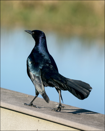 Boat-tailed Grackle