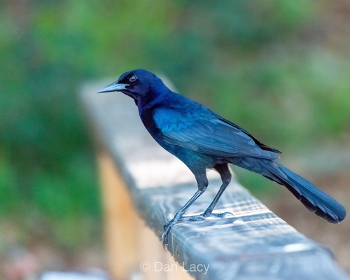 Boat-tailed Grackle