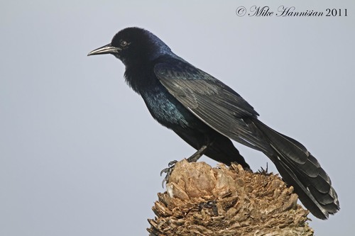 Boat-tailed Grackle