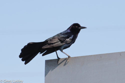 Boat-tailed Grackle