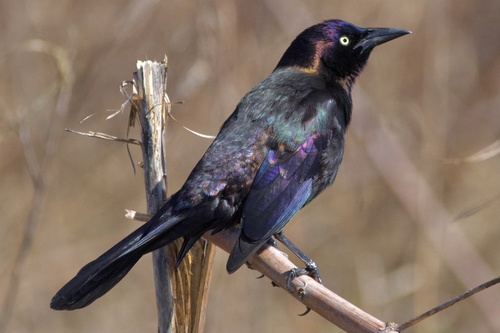 Common Grackle