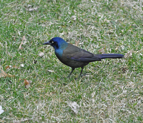 Common Grackle