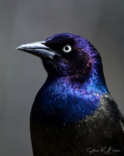 Common Grackle