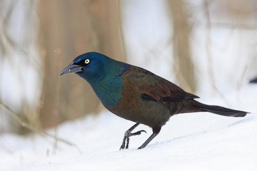 Common Grackle