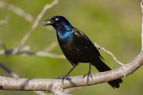 Common Grackle