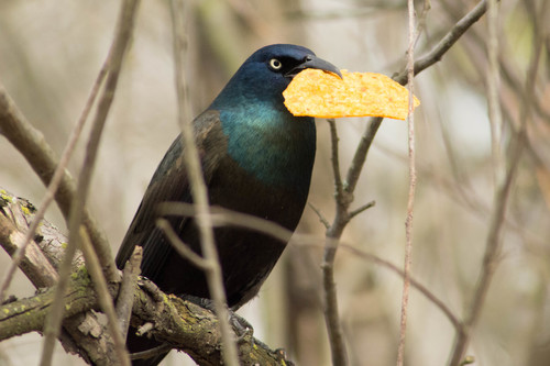 Common Grackle