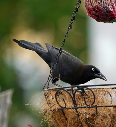 Common Grackle