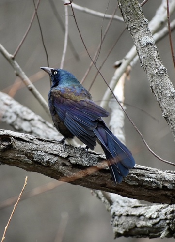 Common Grackle