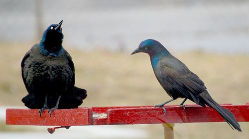 Common Grackle