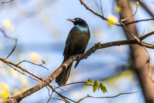 Common Grackle