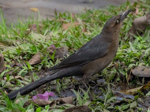 Great-tailed Grackle