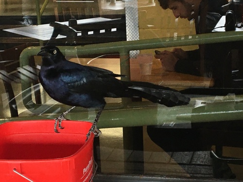 Great-tailed Grackle