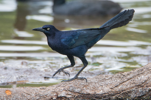 Great-tailed Grackle