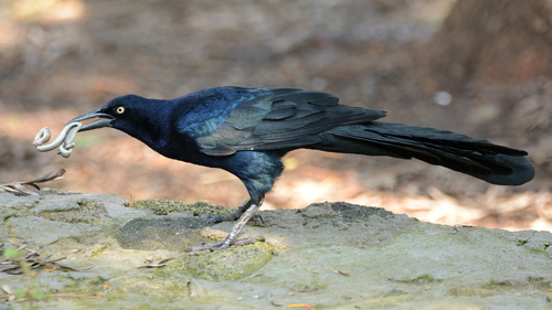 Great-tailed Grackle