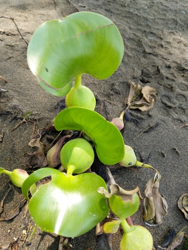 common water hyacinth