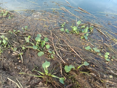 common water hyacinth