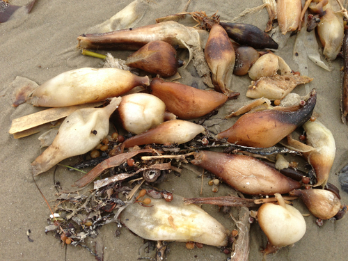common water hyacinth