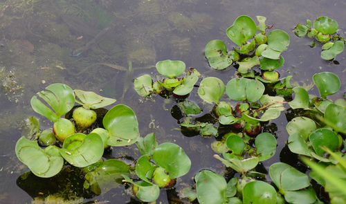 common water hyacinth