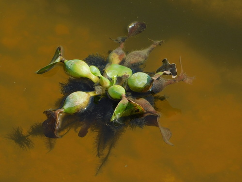 common water hyacinth