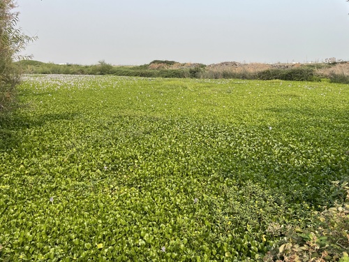common water hyacinth
