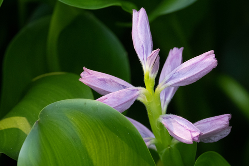 common water hyacinth
