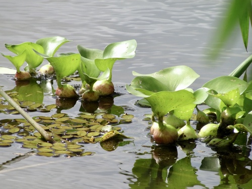 common water hyacinth