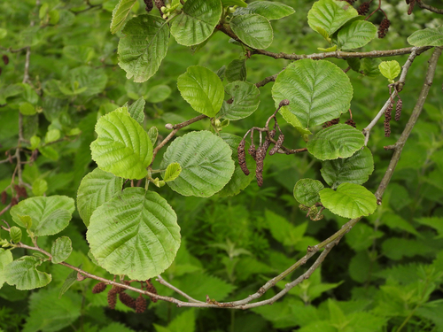 common alder