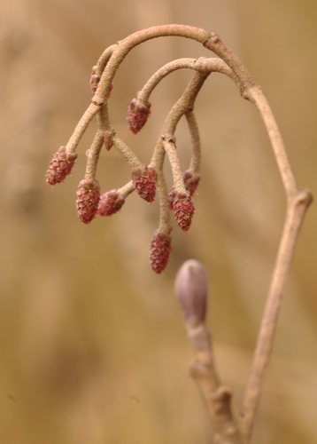 common alder